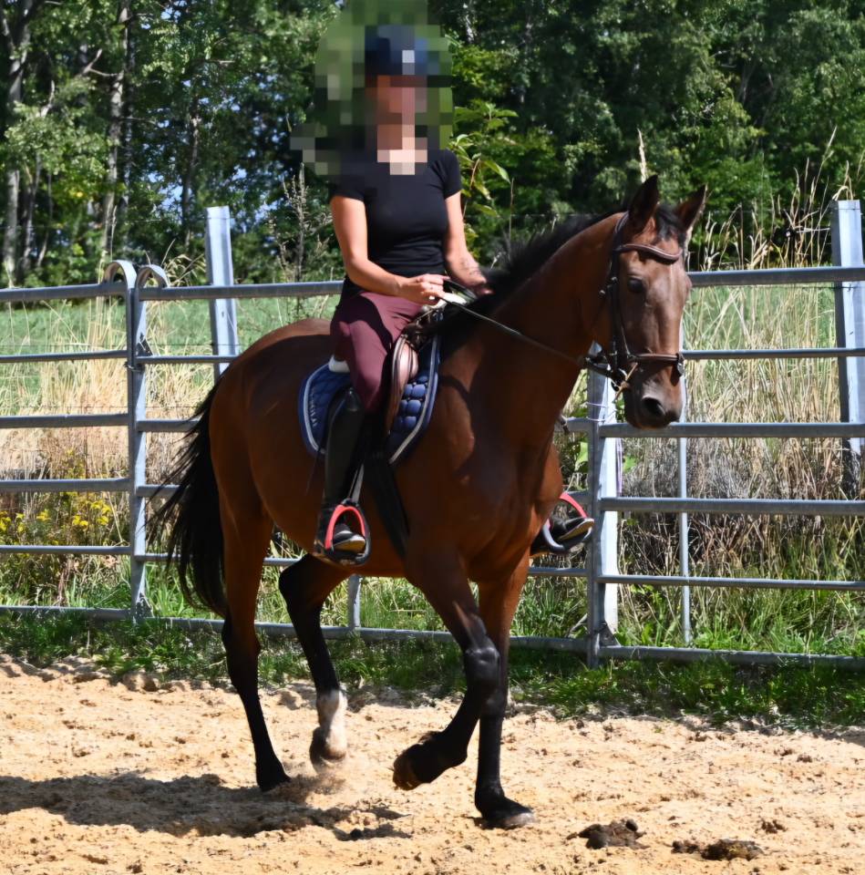 Merrie Franse draver  Te koop 2017 Donker bruin / bai