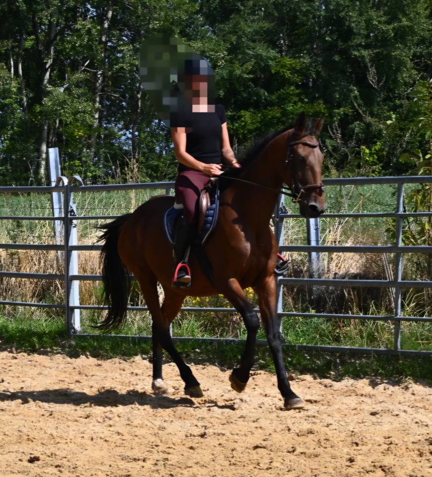 Merrie Franse draver  Te koop 2017 Donker bruin / bai