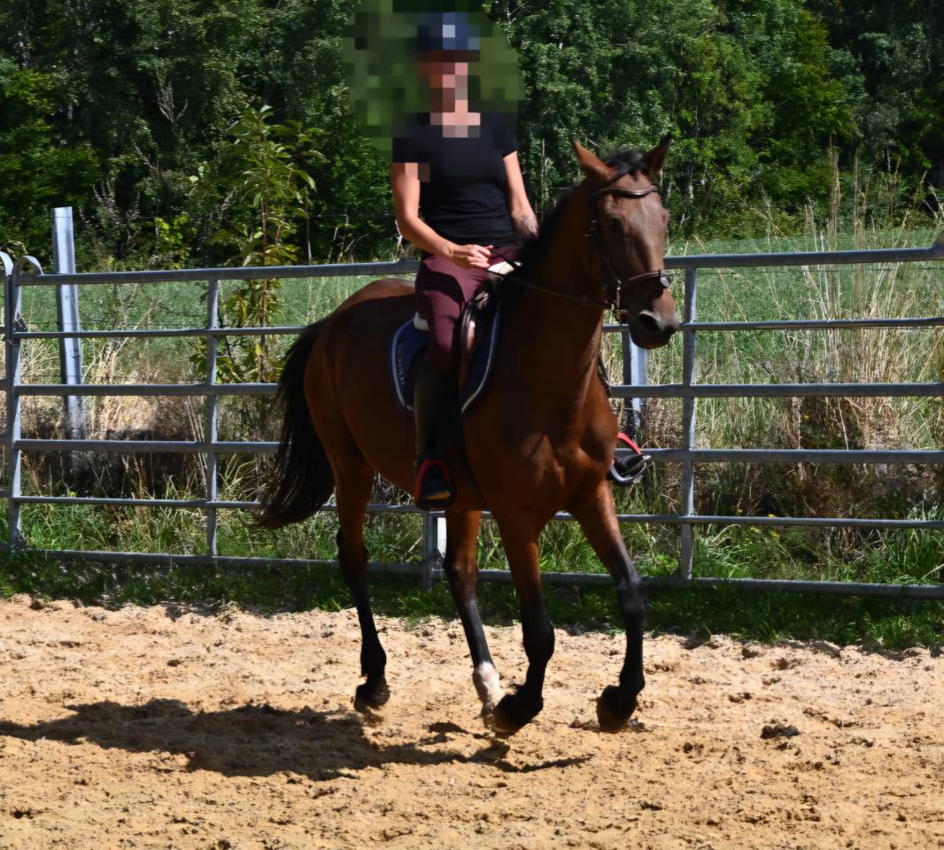 Merrie Franse draver  Te koop 2017 Donker bruin / bai