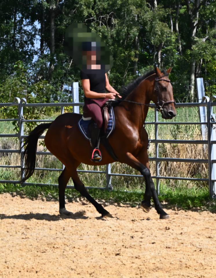 Merrie Franse draver  Te koop 2017 Donker bruin / bai