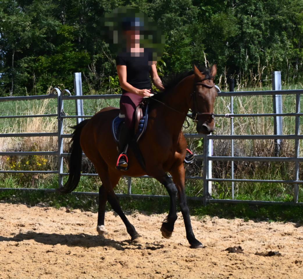 Merrie Franse draver  Te koop 2017 Donker bruin / bai