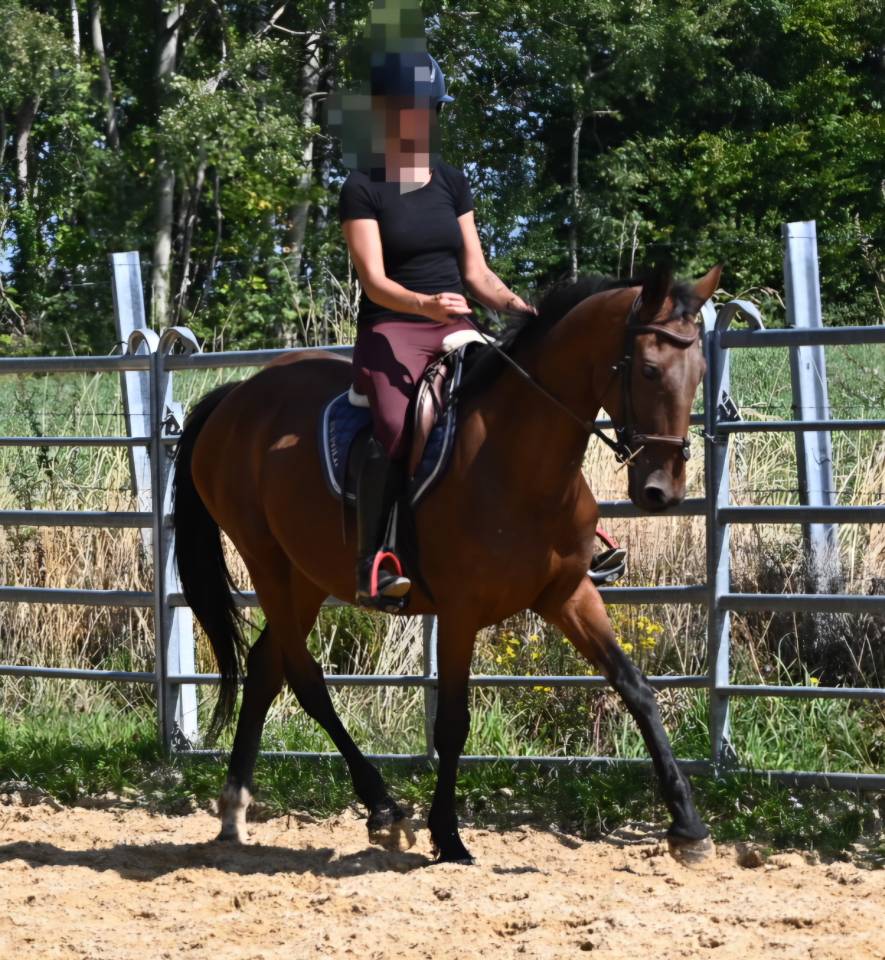 Merrie Franse draver  Te koop 2017 Donker bruin / bai