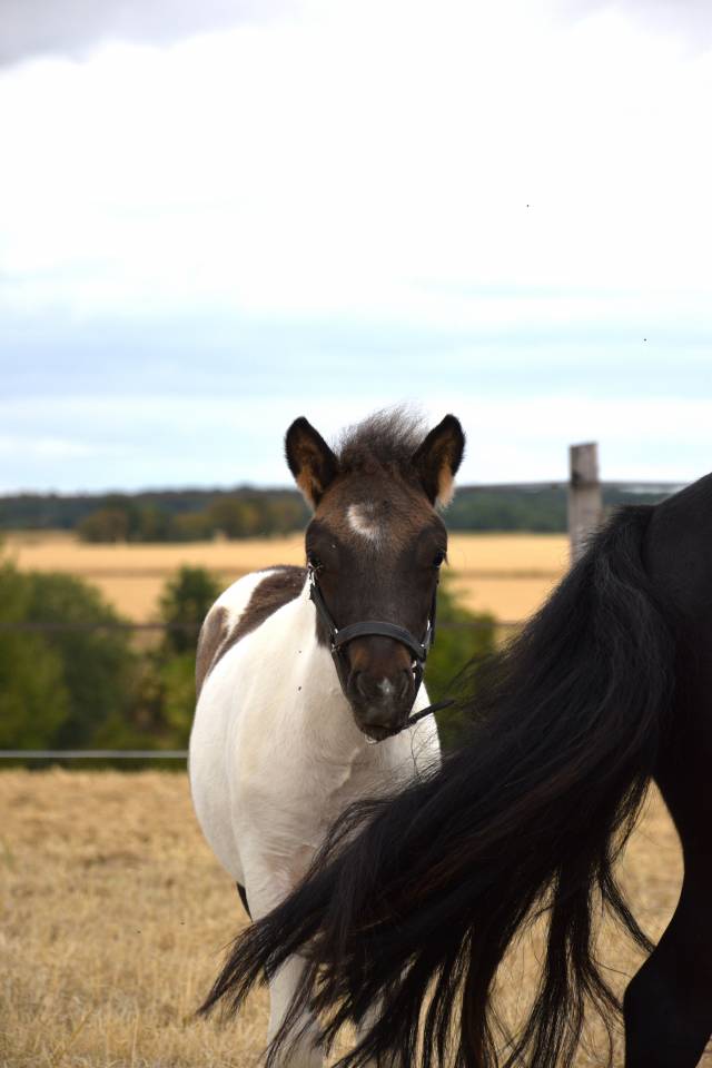 Veulen (ml) Shetland Te koop 2026 Bont ,  IRONSTAR DE CABUE