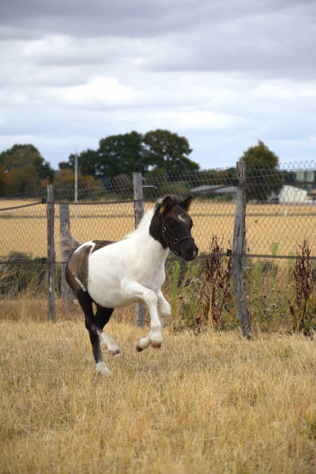 Veulen (ml) Shetland Te koop 2026 Bont ,  IRONSTAR DE CABUE