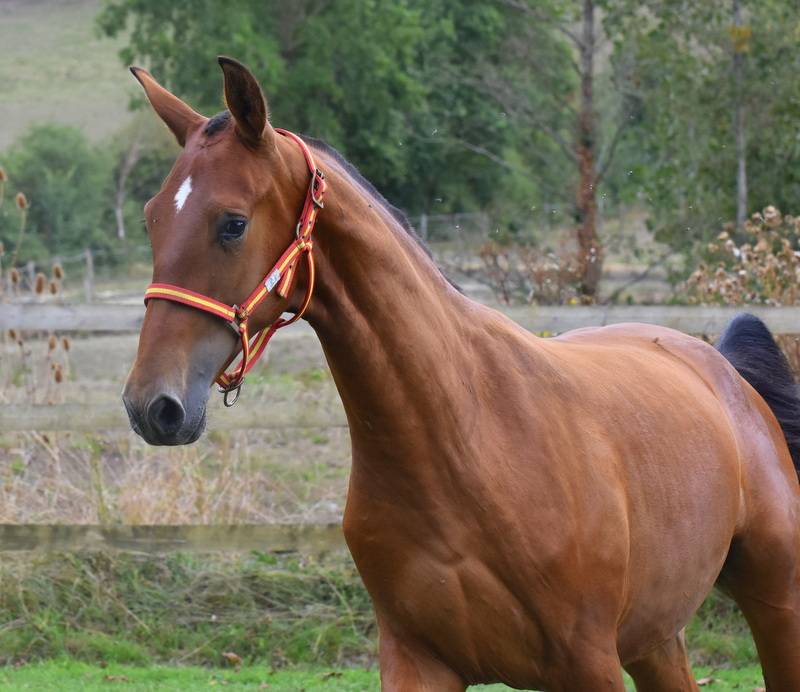 Veulen (ml) PRE Puur Ras Spaans Te koop 2025 Donker bruin / bai ,  Oficial de la Espada