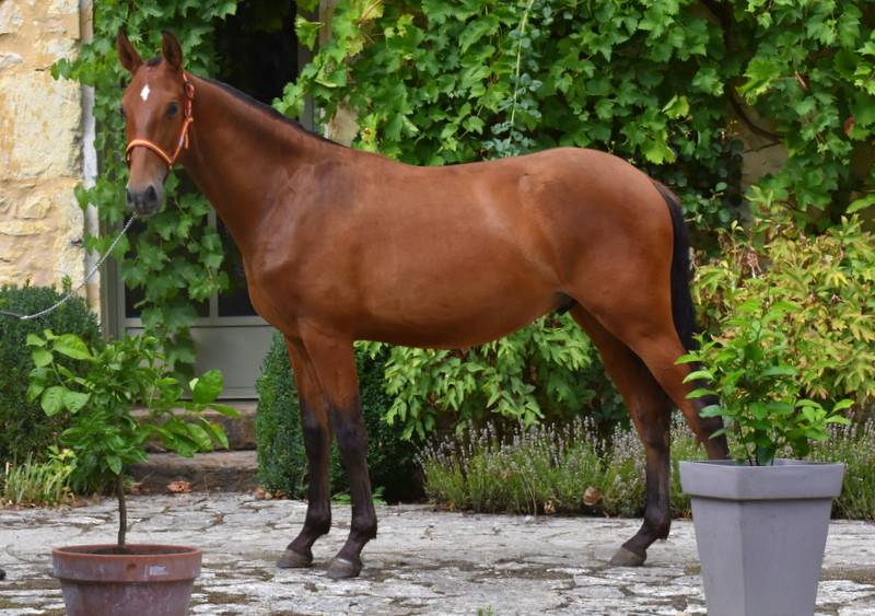 Veulen (ml) PRE Puur Ras Spaans Te koop 2025 Donker bruin / bai ,  Oficial de la Espada