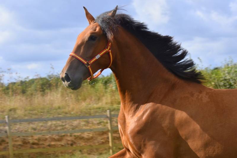 Ruin PRE Puur Ras Spaans Te koop 2024 Donker bruin / bai ,  Botero LH