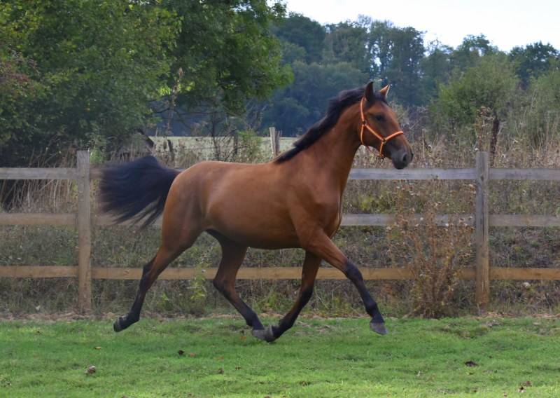 Ruin PRE Puur Ras Spaans Te koop 2024 Donker bruin / bai ,  Botero LH