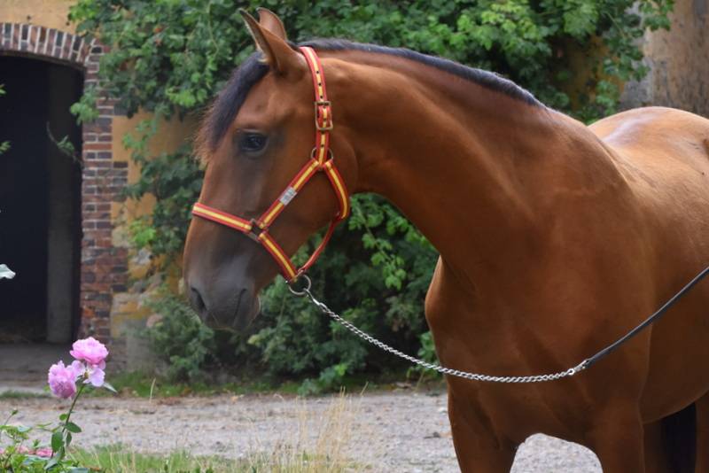 Ruin PRE Puur Ras Spaans Te koop 2024 Donker bruin / bai ,  Botero LH