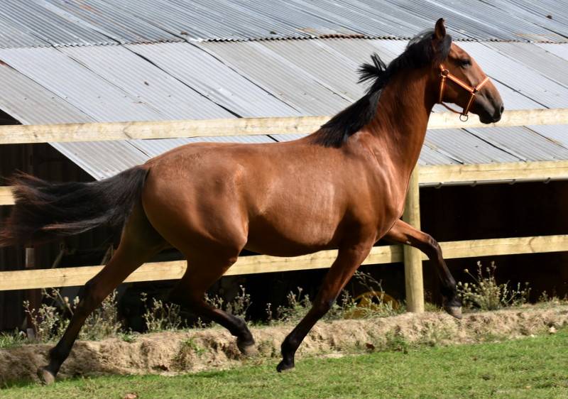 Ruin PRE Puur Ras Spaans Te koop 2024 Donker bruin / bai ,  Botero LH