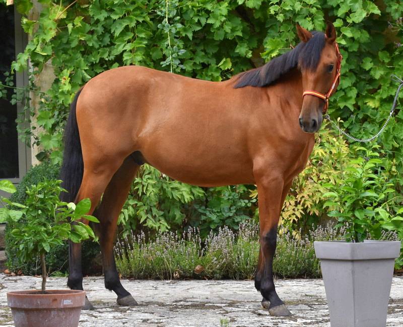 Ruin PRE Puur Ras Spaans Te koop 2024 Donker bruin / bai ,  Botero LH