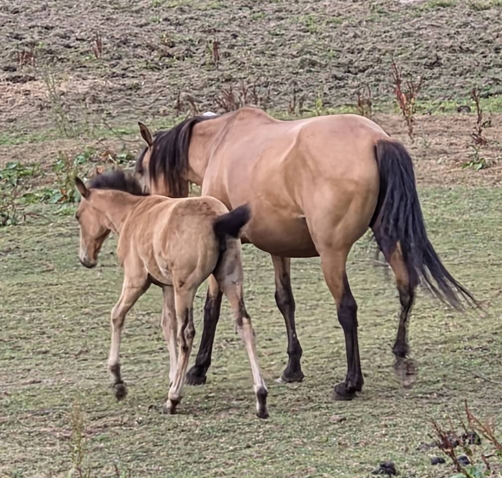 Veulen (vr) Lusitano Te koop 2026 Isabel