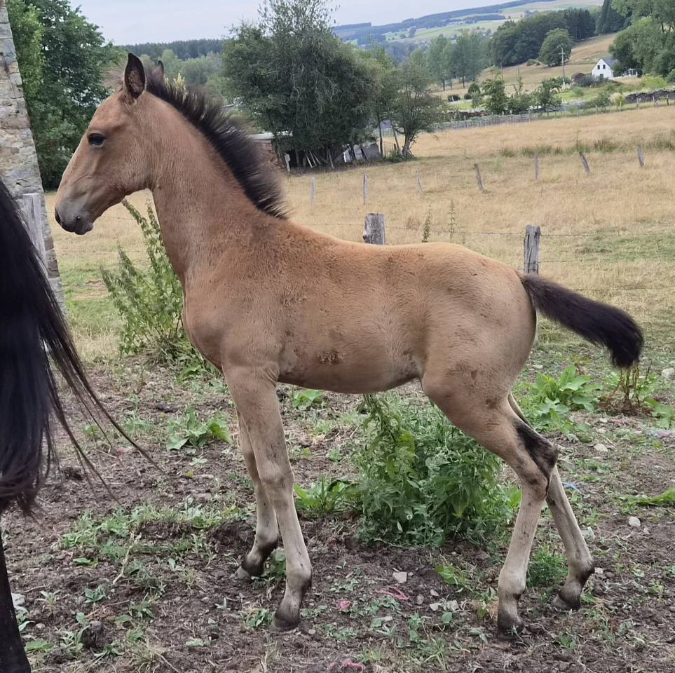 Veulen (vr) Lusitano Te koop 2026 Isabel