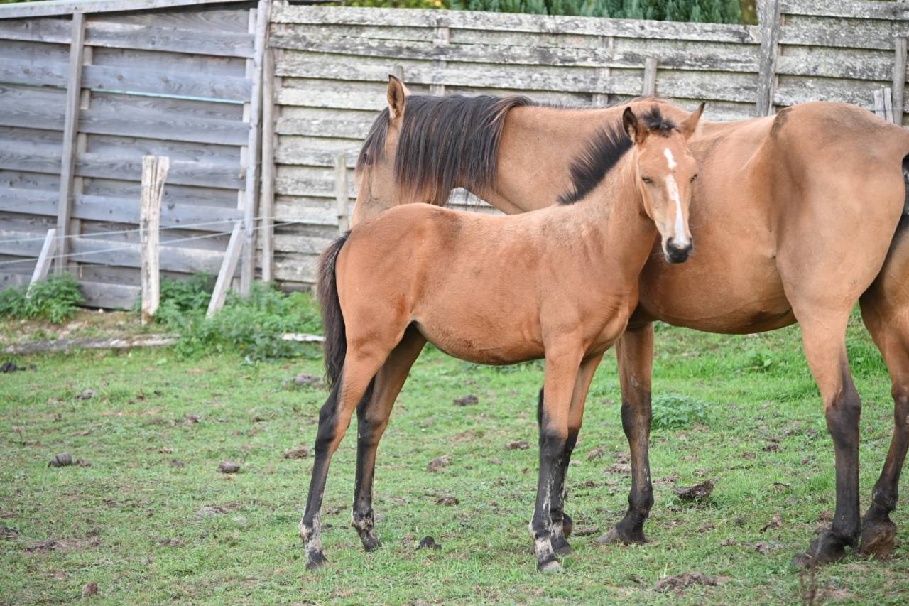Veulen (vr) Lusitano Te koop 2026 Isabel