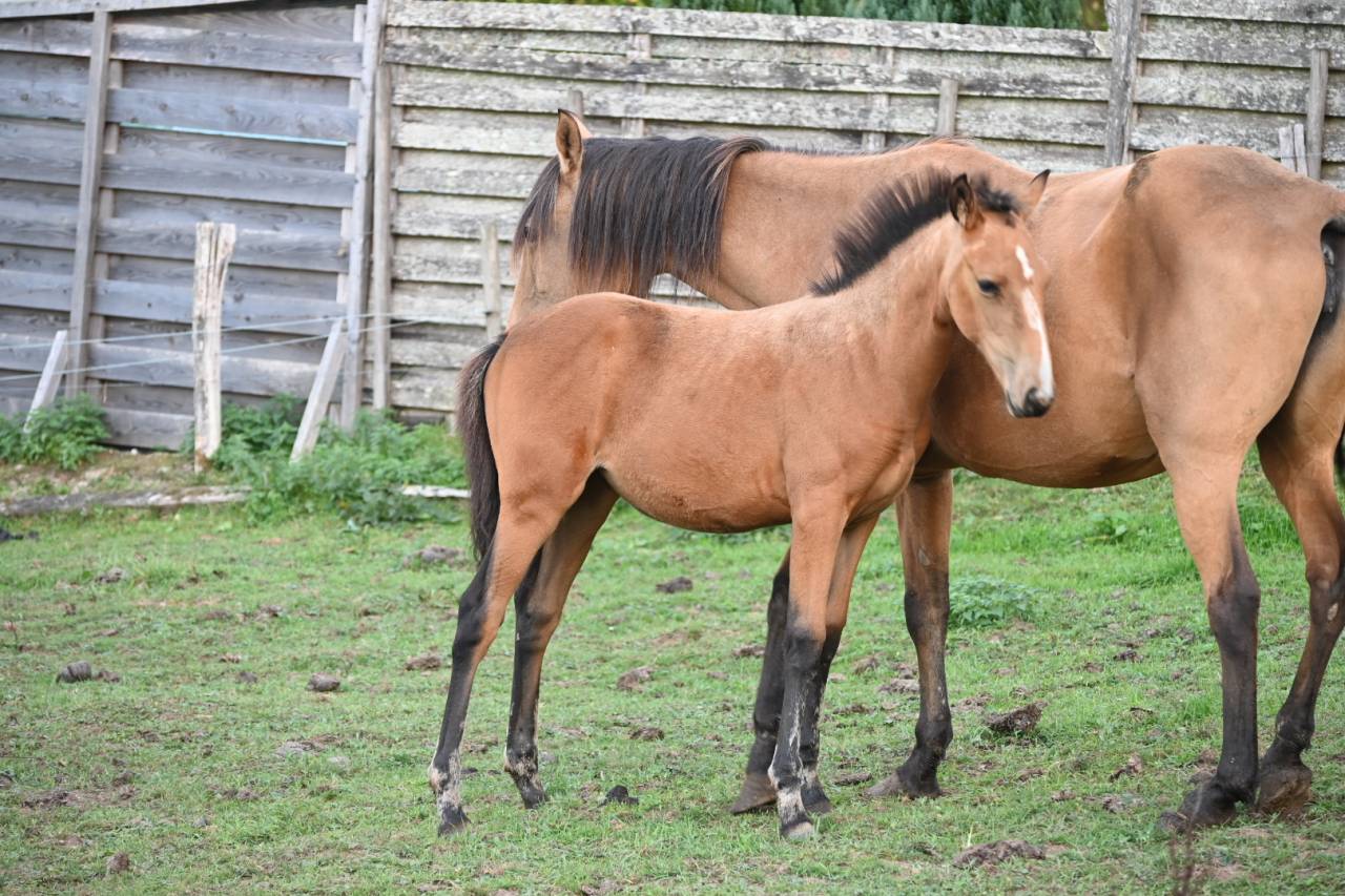 Veulen (vr) Lusitano Te koop 2026 Isabel