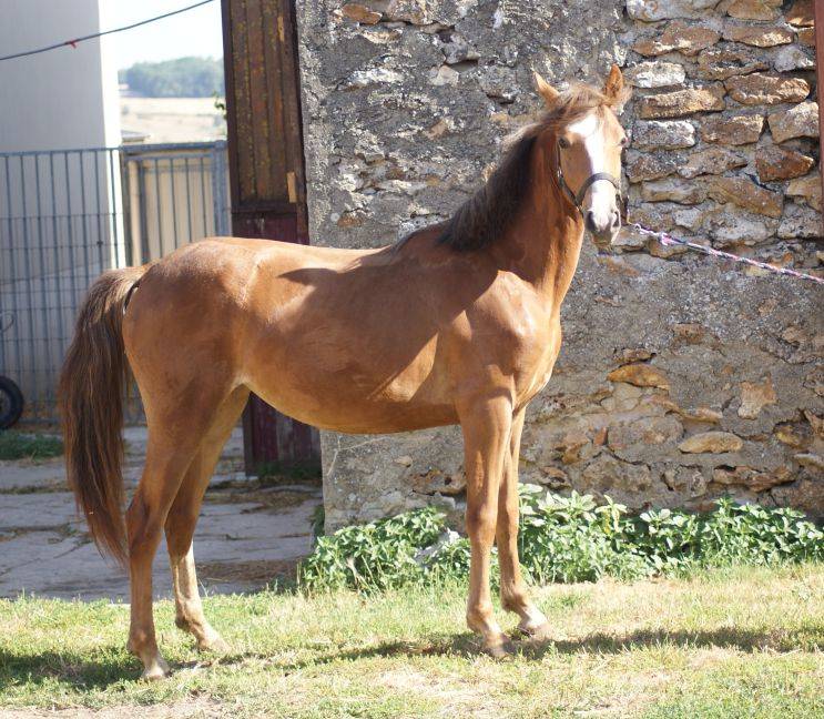 Merrie Franse rijpony PFS Te koop 2025 Koffie vos ,  Carwyn d'isky
