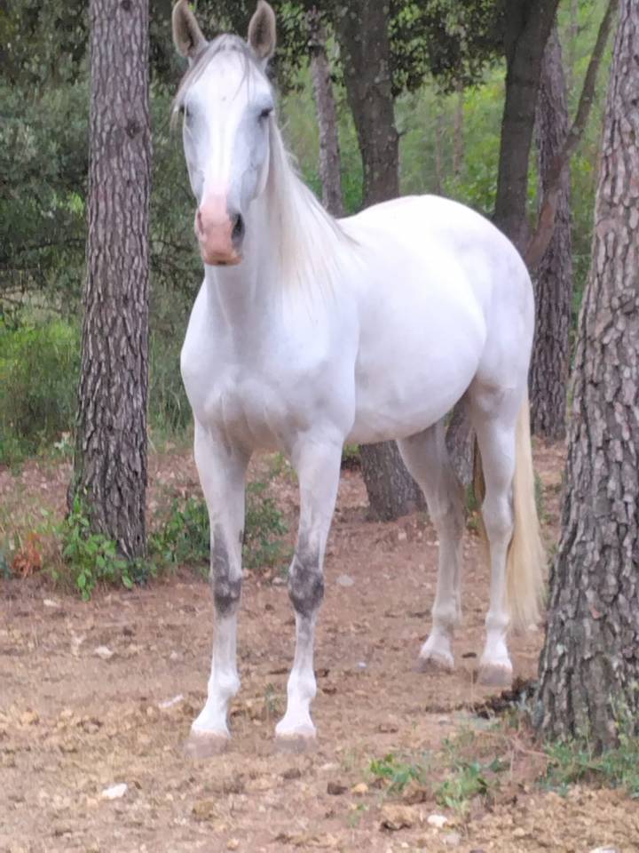 Merrie Lusitano Te koop 2020 Wit