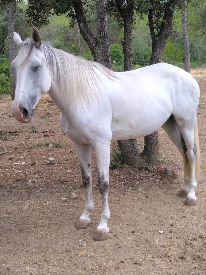 Merrie Lusitano Te koop 2020 Wit