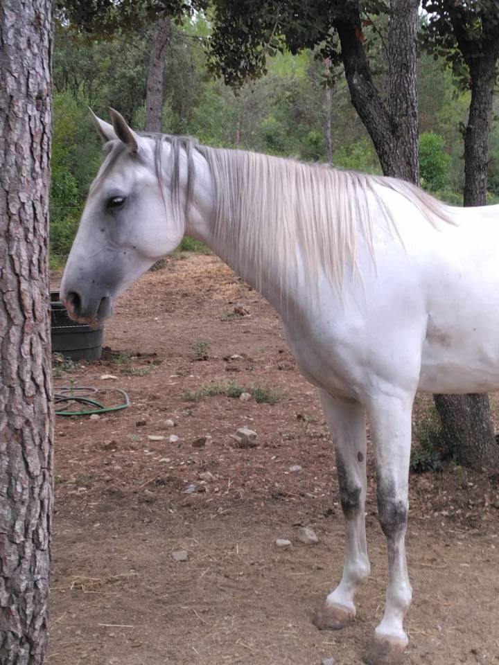 Merrie Lusitano Te koop 2020 Wit