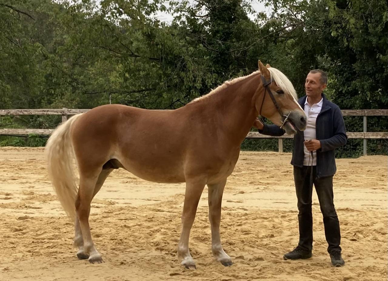 Ruin Haflinger Te koop 2022 Vos ,  Aladin Z
