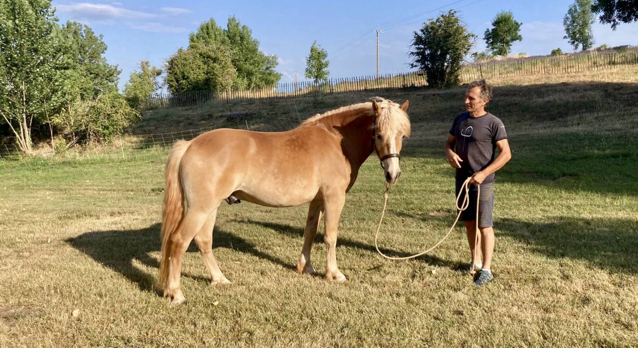 Ruin Haflinger Te koop 2022 Vos ,  Aladin Z