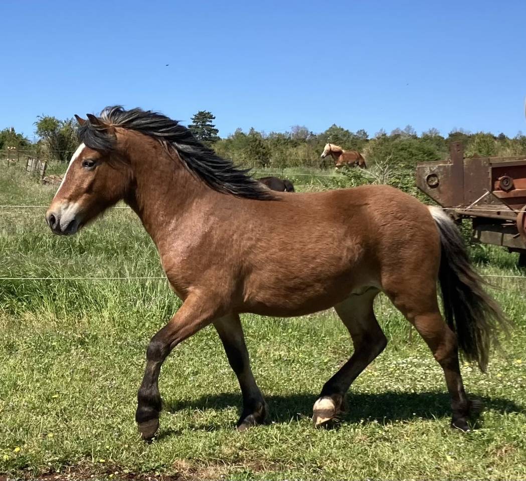 Ruin Welsh Pony (Section A) Te koop 2023 Bruin / Bai