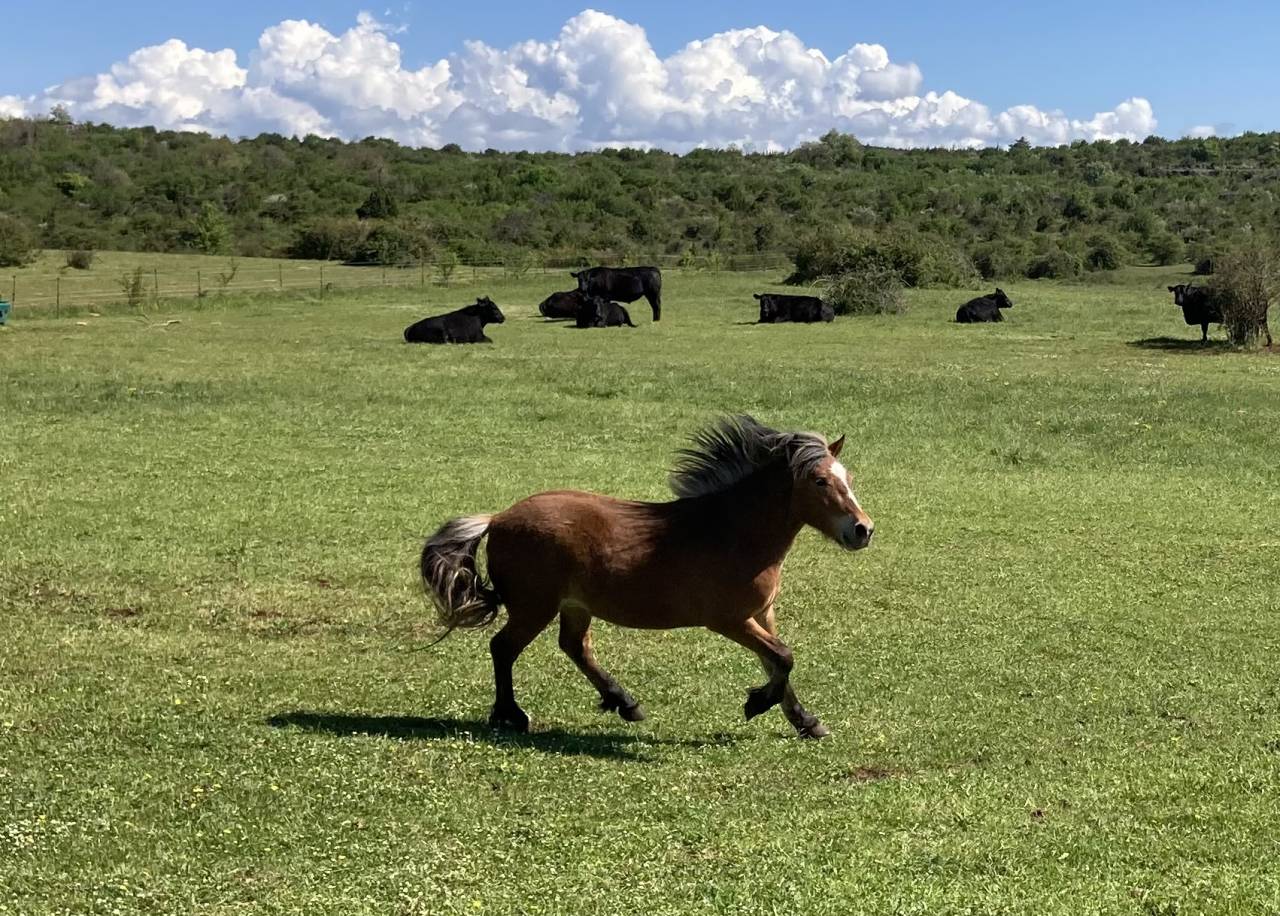 Ruin Welsh Pony (Section A) Te koop 2023 Bruin / Bai