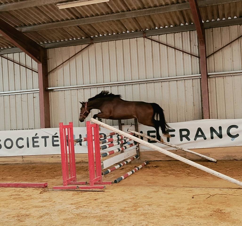Merrie Selle Fran&ccedil;ais Te koop 2023 Donker bruin / bai ,  Conte Bellini