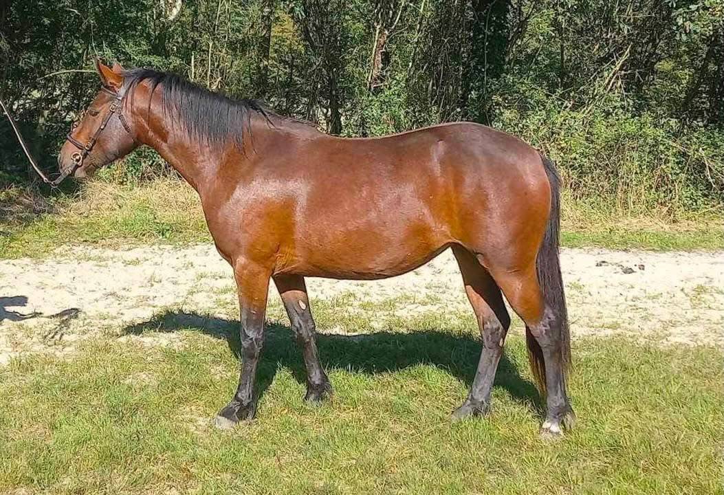 Merrie Connemara Delen 2022 Donker bruin / bai