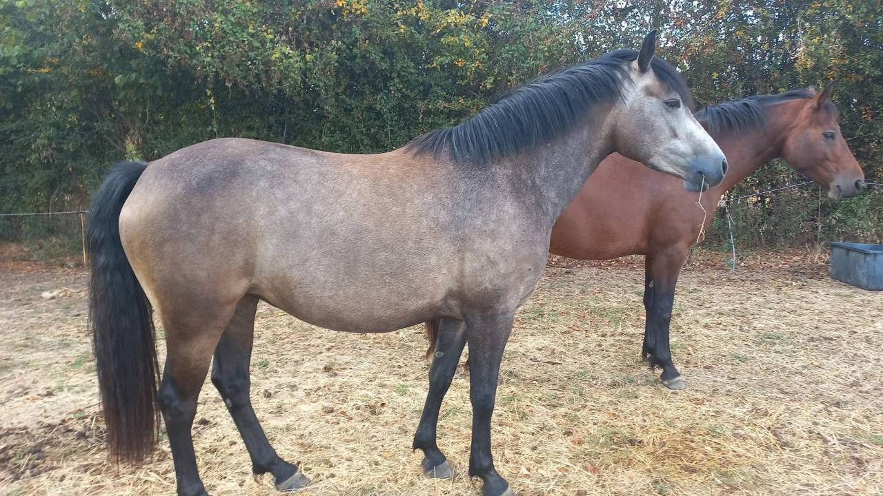 Merrie Connemara Delen 2022 Donker bruin / bai