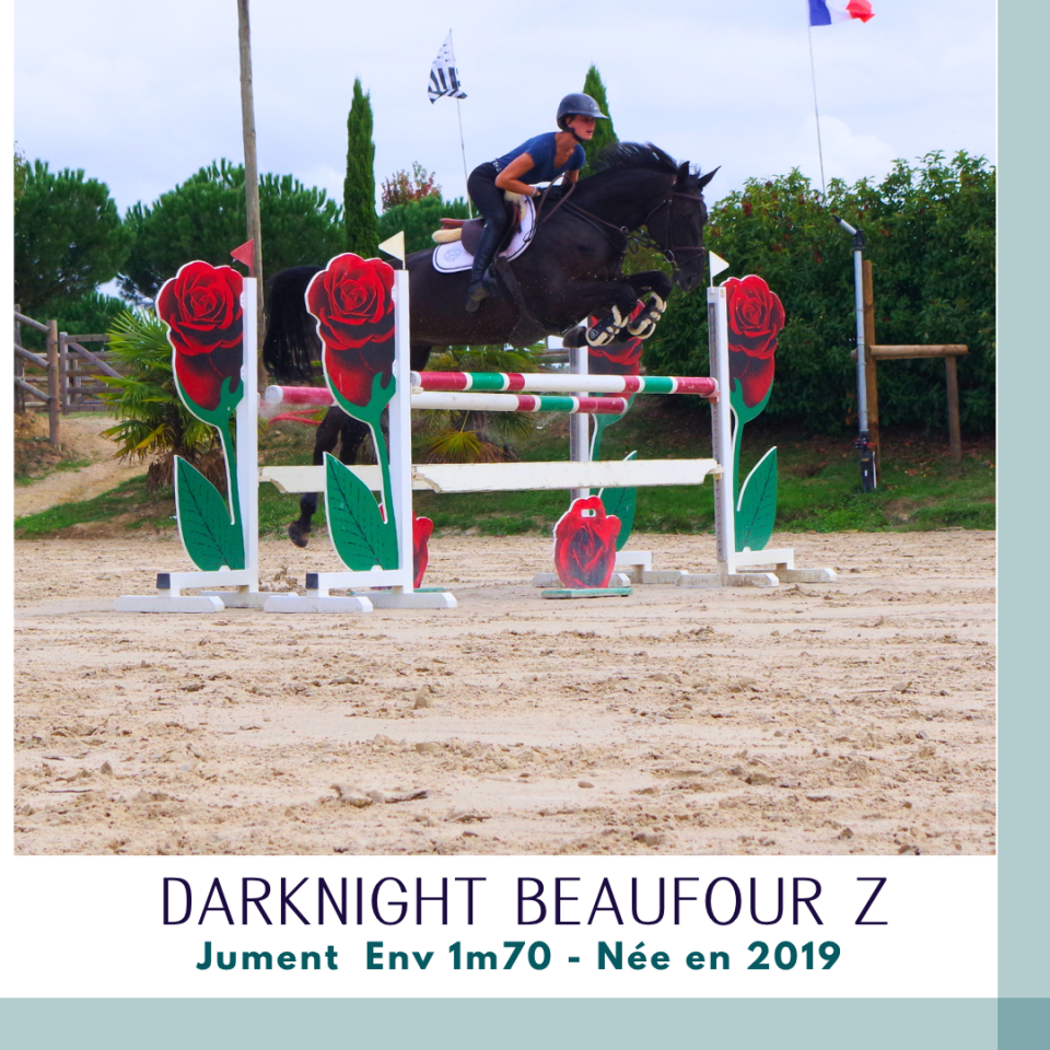 Merrie Zangersheide Te koop 2019 Bruin / Bai ,  Dominator 2000 Z