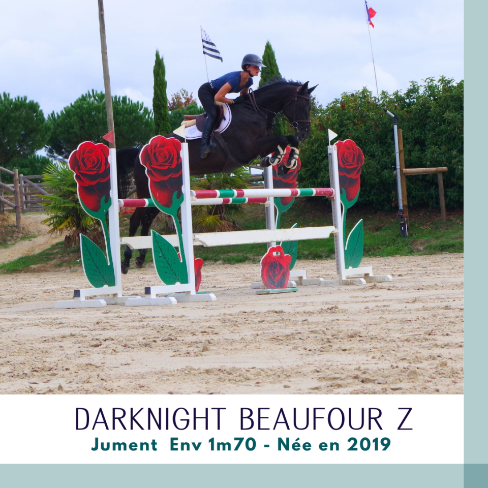 Merrie Zangersheide Te koop 2019 Bruin / Bai ,  Dominator 2000 Z