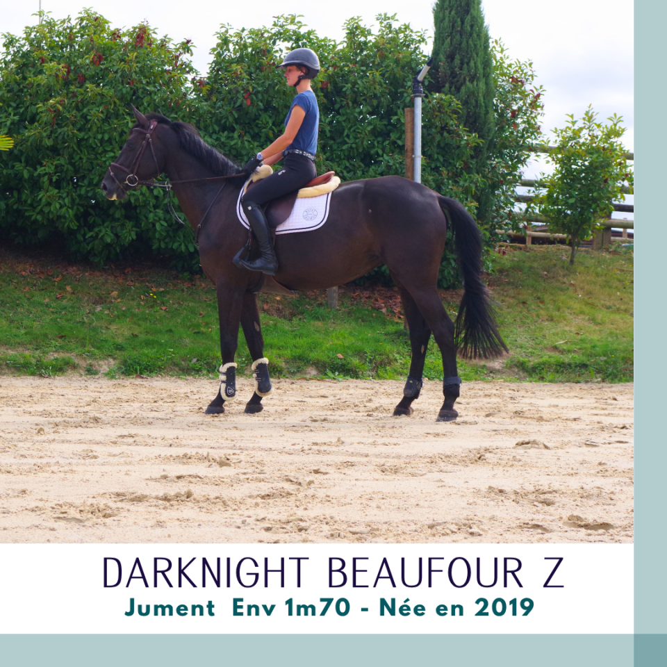 Merrie Zangersheide Te koop 2019 Bruin / Bai ,  Dominator 2000 Z