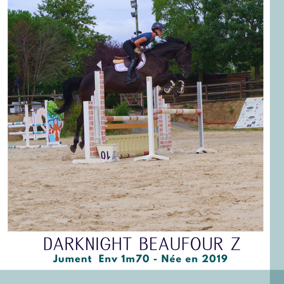 Merrie Zangersheide Te koop 2019 Bruin / Bai ,  Dominator 2000 Z