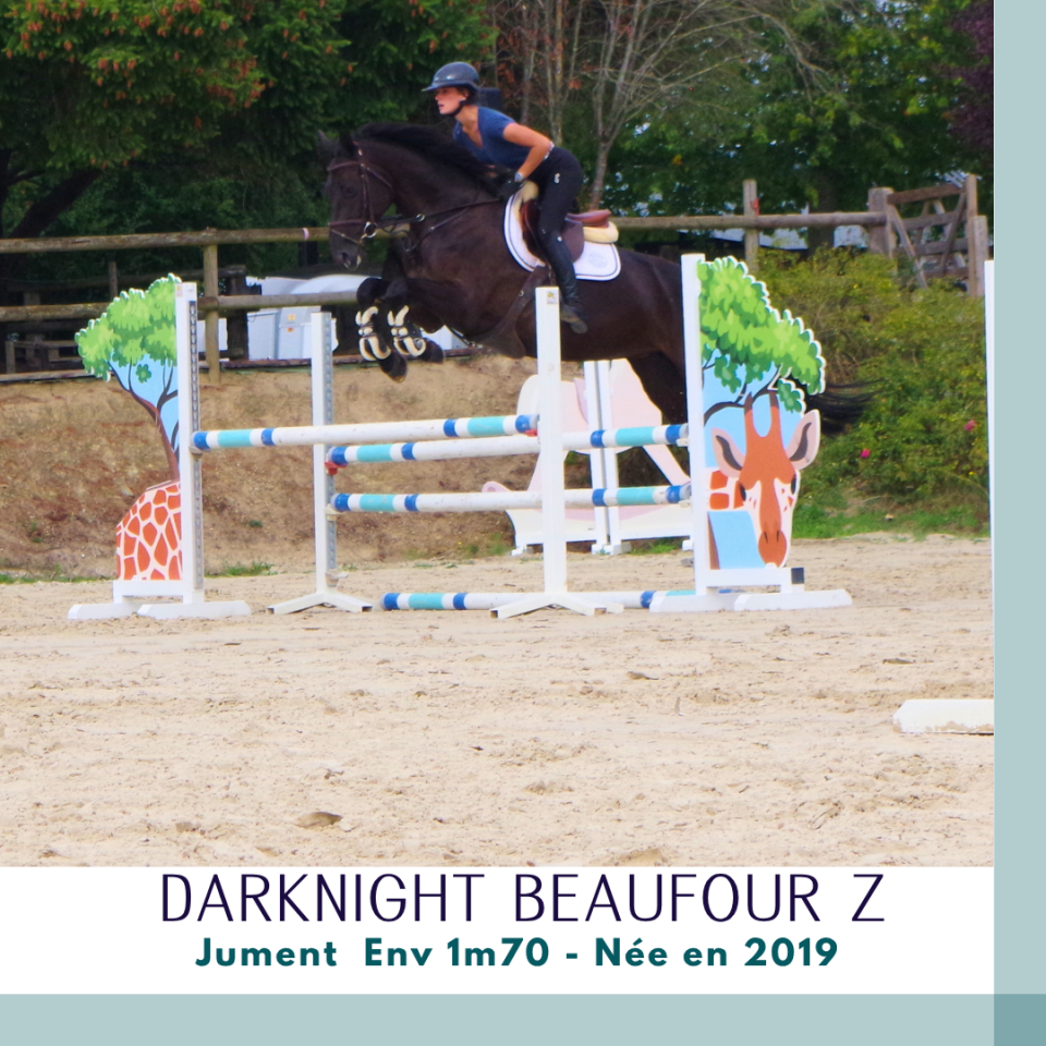 Merrie Zangersheide Te koop 2019 Bruin / Bai ,  Dominator 2000 Z