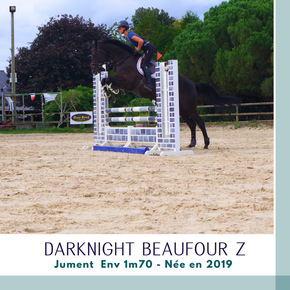Merrie Zangersheide Te koop 2019 Bruin / Bai ,  Dominator 2000 Z