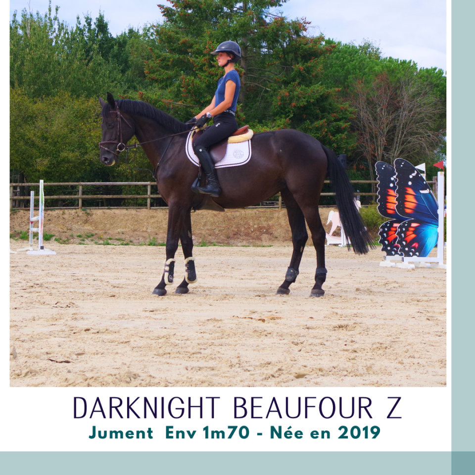 Merrie Zangersheide Te koop 2019 Bruin / Bai ,  Dominator 2000 Z