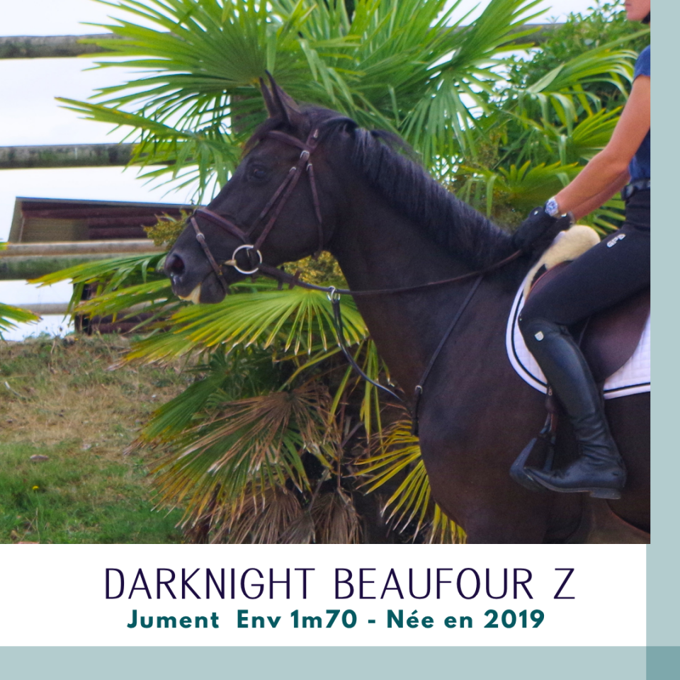 Merrie Zangersheide Te koop 2019 Bruin / Bai ,  Dominator 2000 Z