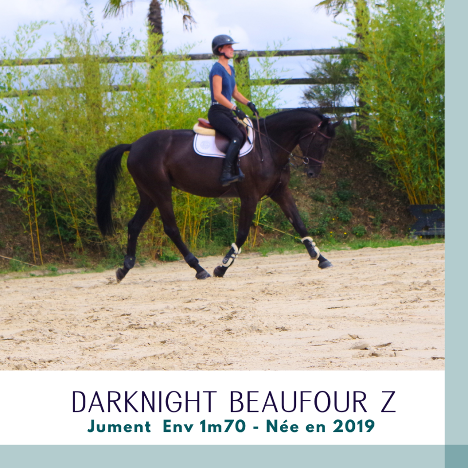 Merrie Zangersheide Te koop 2019 Bruin / Bai ,  Dominator 2000 Z