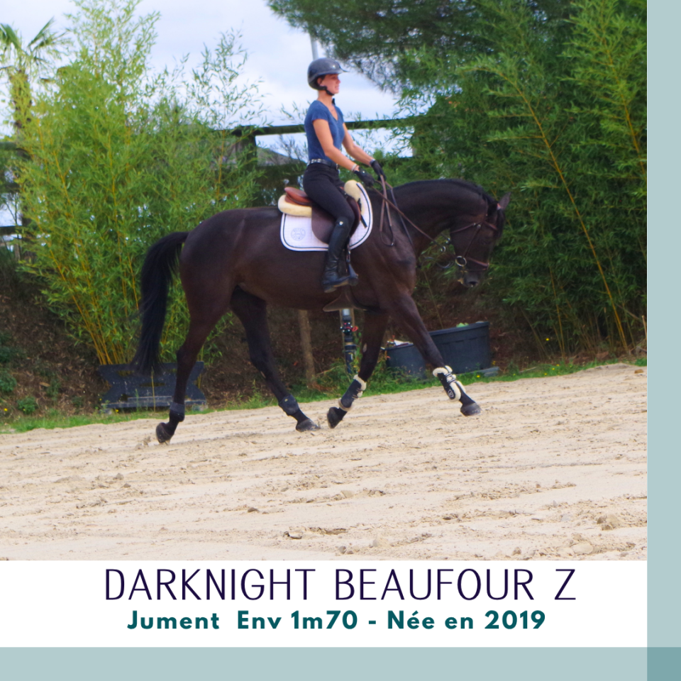 Merrie Zangersheide Te koop 2019 Bruin / Bai ,  Dominator 2000 Z