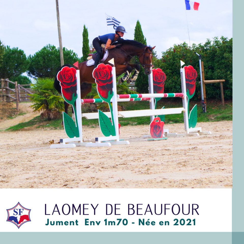 Merrie Selle Fran&ccedil;ais Te koop 2021 Donker bruin / bai ,  NINTO DE BEAUFOUR