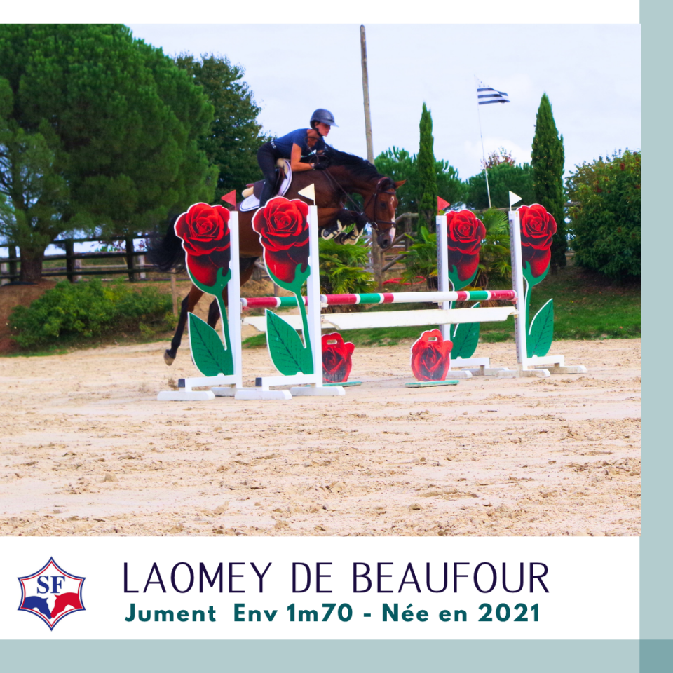Merrie Selle Fran&ccedil;ais Te koop 2021 Donker bruin / bai ,  NINTO DE BEAUFOUR