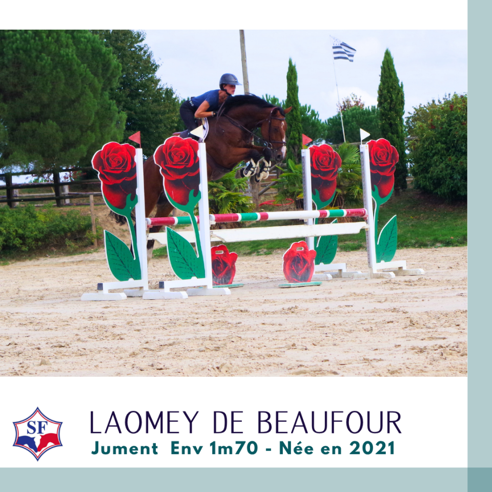 Merrie Selle Fran&ccedil;ais Te koop 2021 Donker bruin / bai ,  NINTO DE BEAUFOUR