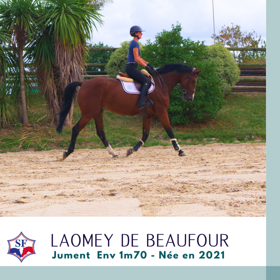 Merrie Selle Fran&ccedil;ais Te koop 2021 Donker bruin / bai ,  NINTO DE BEAUFOUR