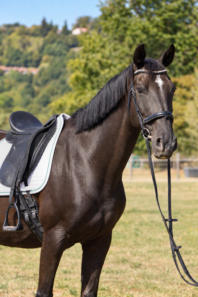 Merrie KWPN Nederlands sportpaard Te koop 2015 Zwart