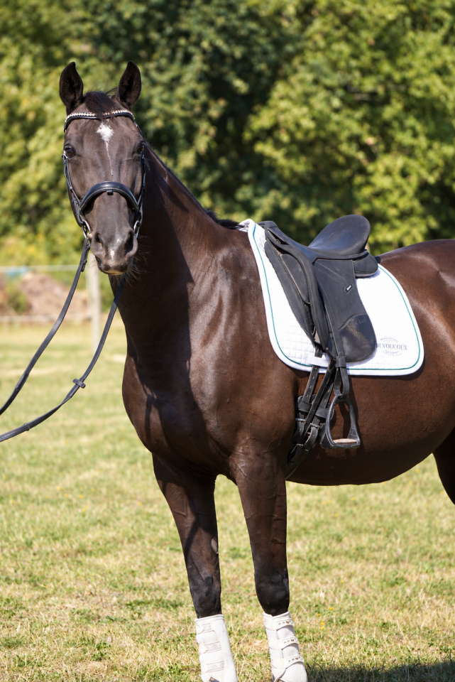 Merrie KWPN Nederlands sportpaard Te koop 2015 Zwart