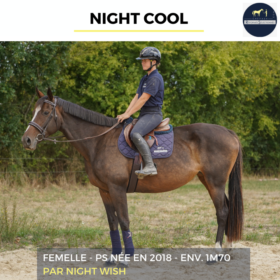 Merrie Volbloed Te koop 2018 Donker bruin / bai