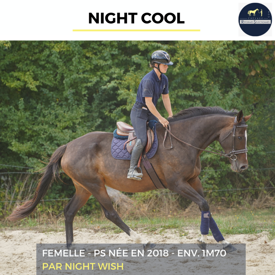 Merrie Volbloed Te koop 2018 Donker bruin / bai