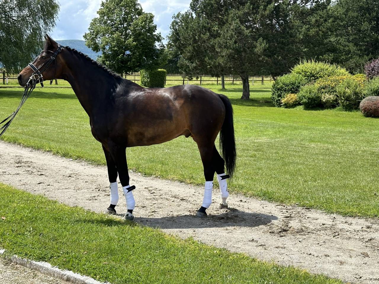 Ruin KWPN Nederlands sportpaard Te leen 2012 Bruin / Bai
