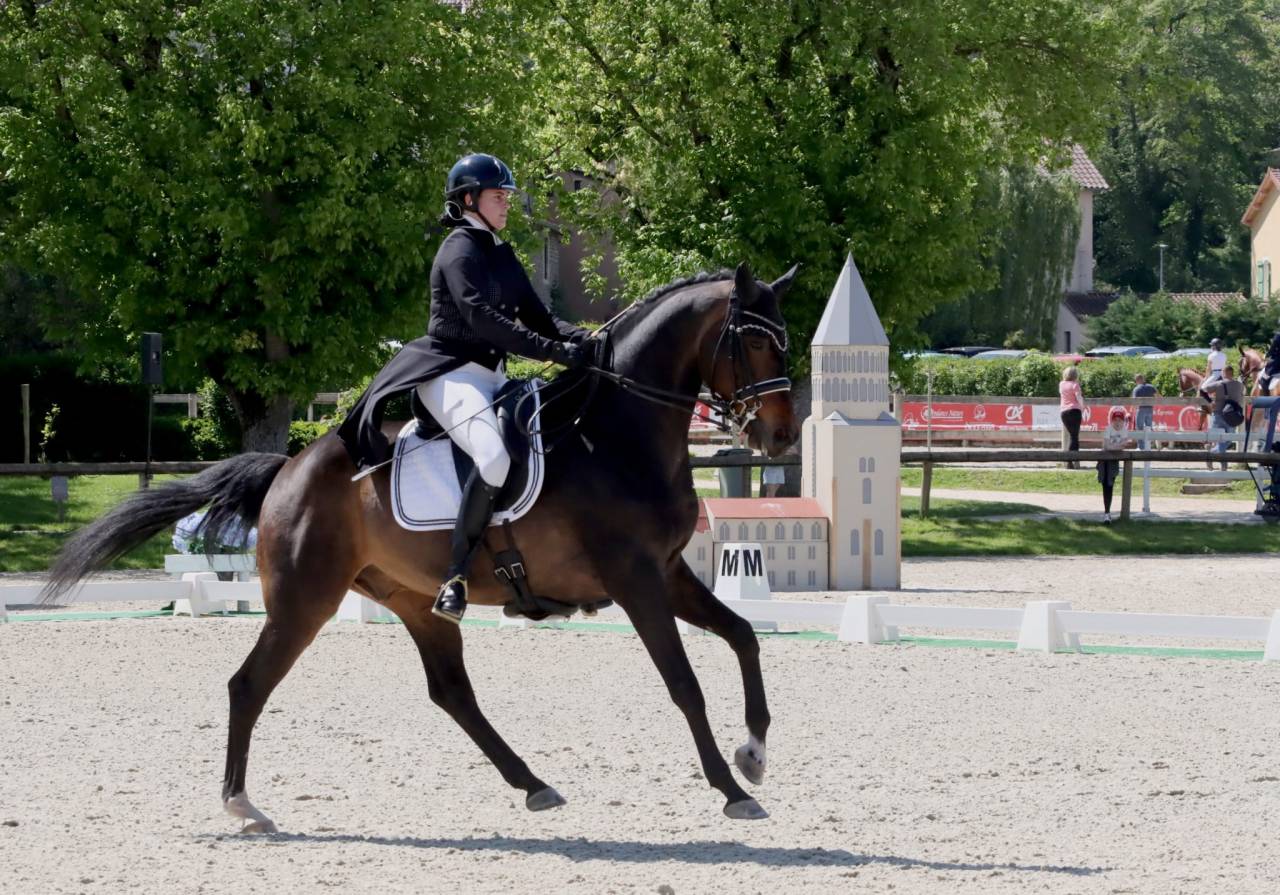 Ruin KWPN Nederlands sportpaard Te leen 2012 Bruin / Bai